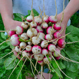 Bundle of Sparkler White Tip Radishes