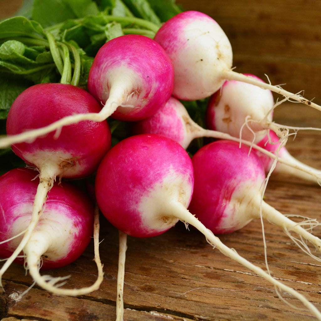 Sparkler White Tip Radish Seeds