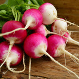 Sparkler White Tip Radish Seeds