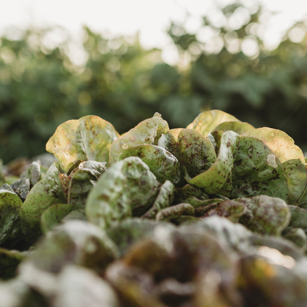 Speckled Butterhead Lettuce Seeds