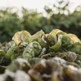 Speckled Butterhead Lettuce Seeds