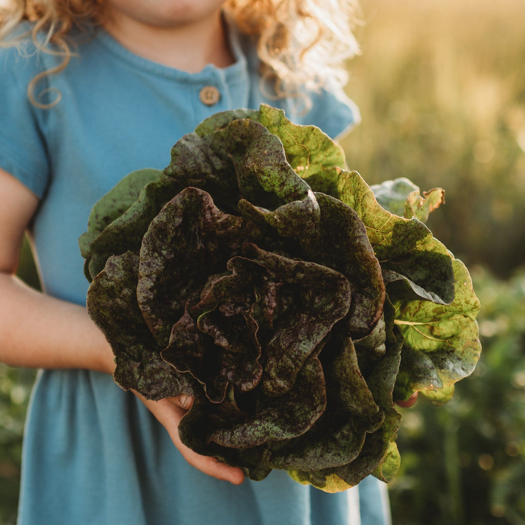 Speckled Butterhead Lettuce Seeds