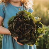 Speckled Butterhead Lettuce Seeds