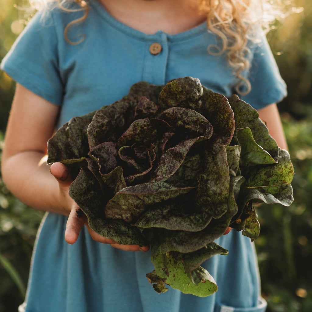 Speckled Butterhead Lettuce Seeds