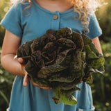Speckled Butterhead Lettuce Seeds