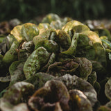 Speckled Butterhead Lettuce Seeds