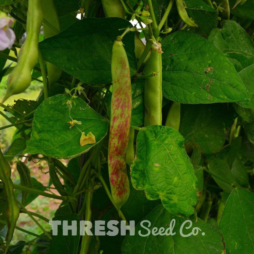 Speckled Cranberry Shelling Bean growing in garden