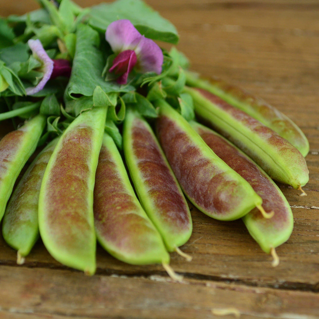 Spring Blush Sugar Snap Pea Seeds