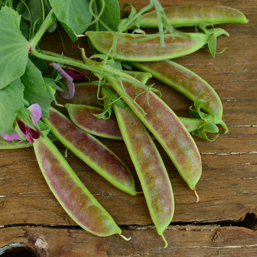 Spring Blush Sugar Snap Pea Seeds