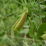Spring Blush Sugar Snap Pea Seeds