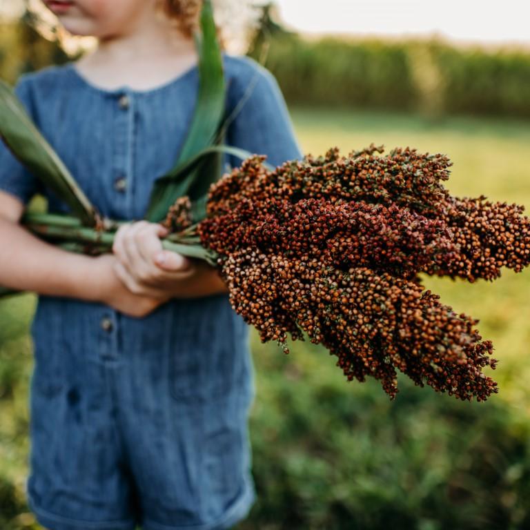 Sugar Drip Cane Sorghum