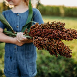 Sugar Drip Cane Sorghum Seeds
