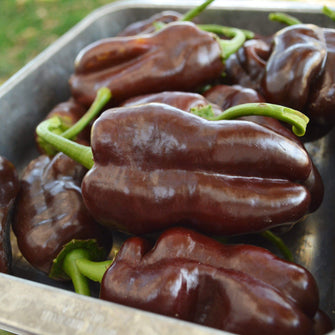 Sweet Chocolate Bell Pepper