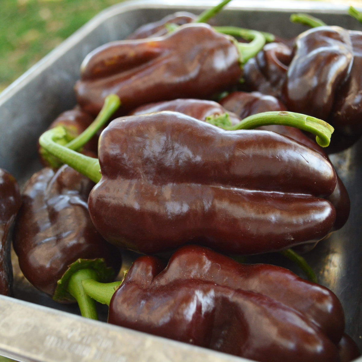 Sweet Chocolate Bell Pepper