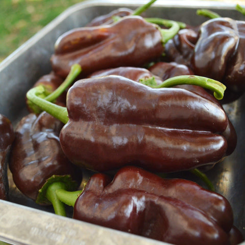 Sweet Chocolate Bell Pepper Seeds