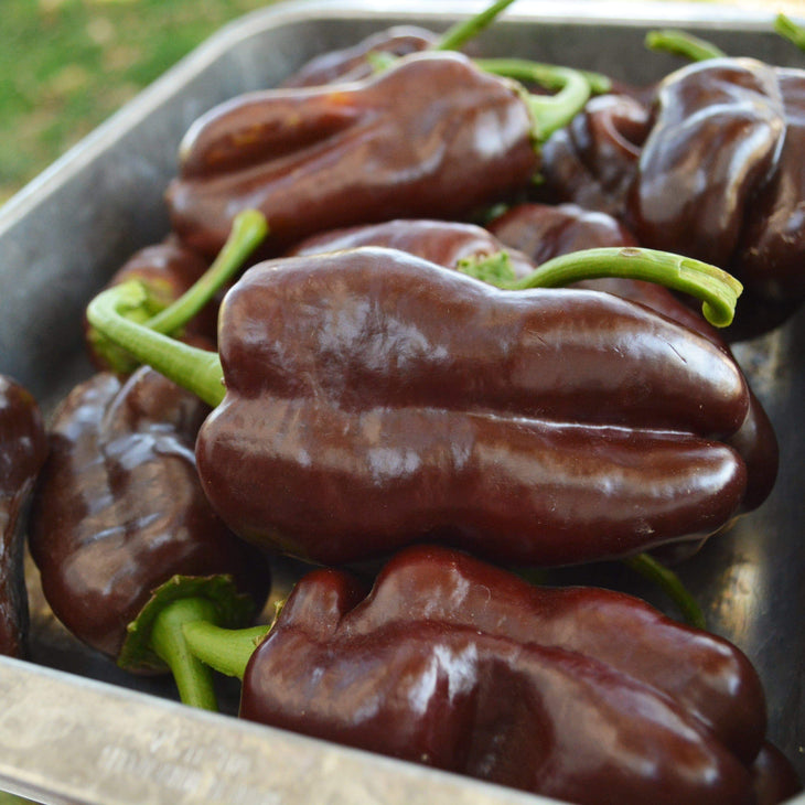 Sweet Chocolate Bell Pepper Seeds