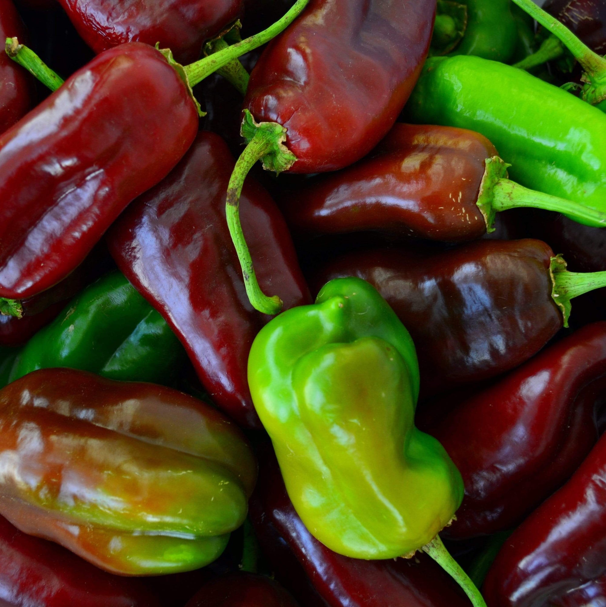 Sweet Chocolate Bell Pepper