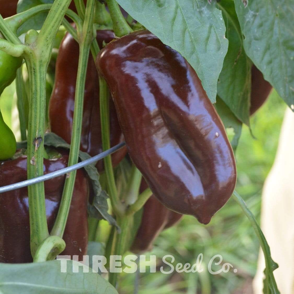 Sweet Chocolate Bell Pepper