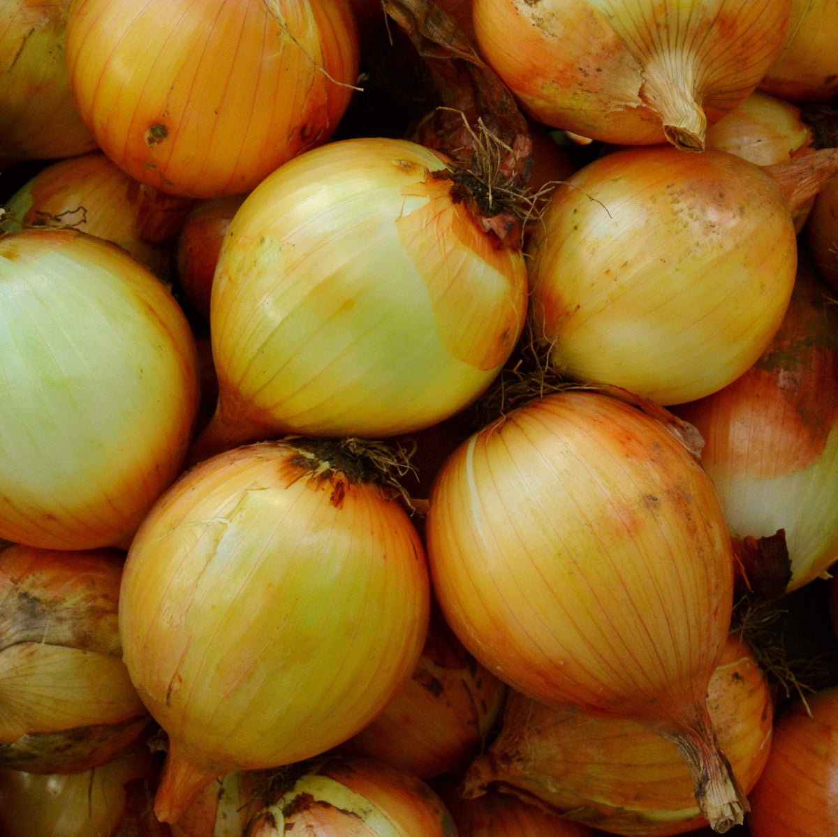 Sweet Spanish Onion