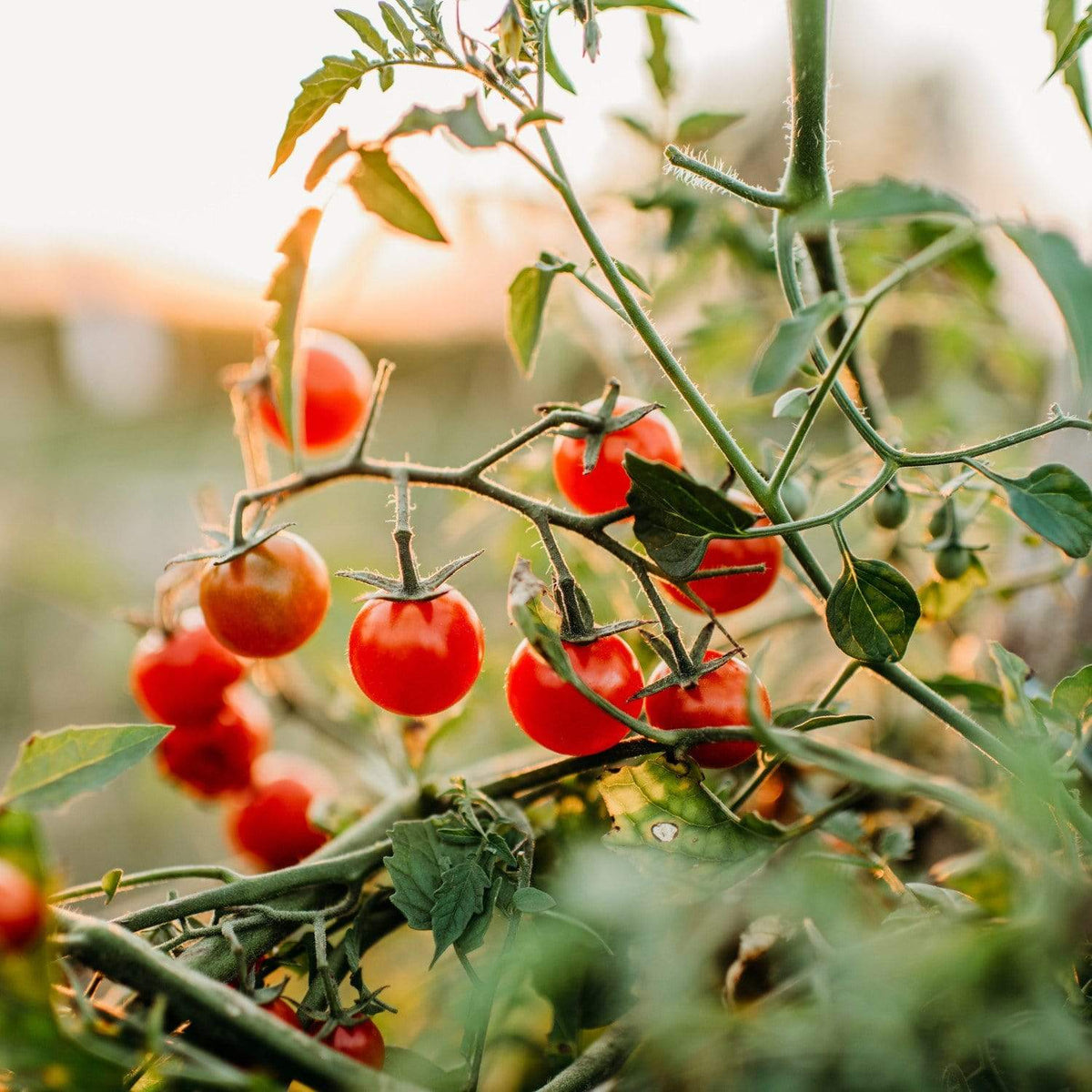 Sweetie Cherry Tomato