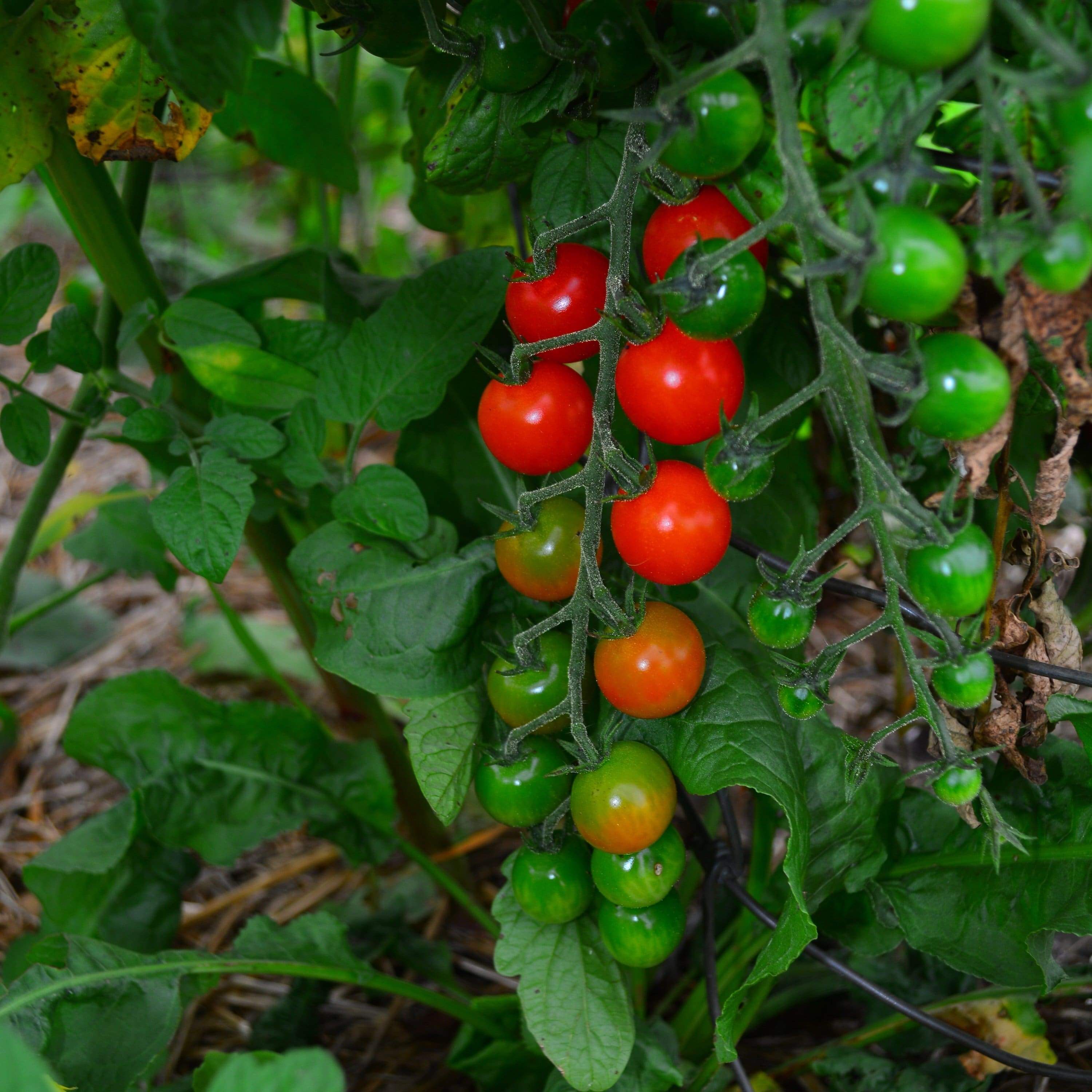 Sweetie cherry tomatoes in garden