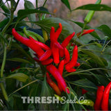 Tabasco Bunches aka "Besparmak" Chile Pepper getting ripe in garden