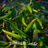Tabasco Bunches aka "Besparmak" Chile Pepper in garden