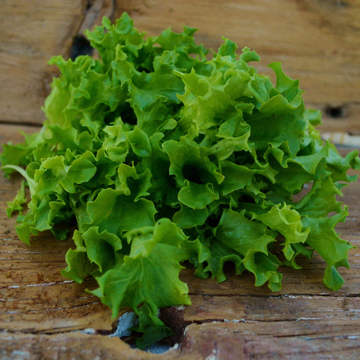 Tango Leaf Lettuce