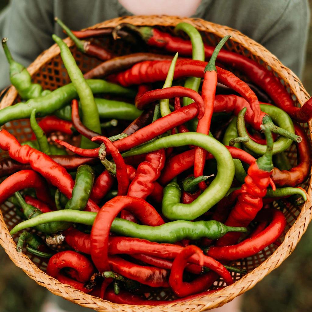 Tatli Kil Sivri (Sweet Sivri) Pepper Seeds