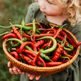 Tatli Kil Sivri (Sweet Sivri) Pepper Seeds