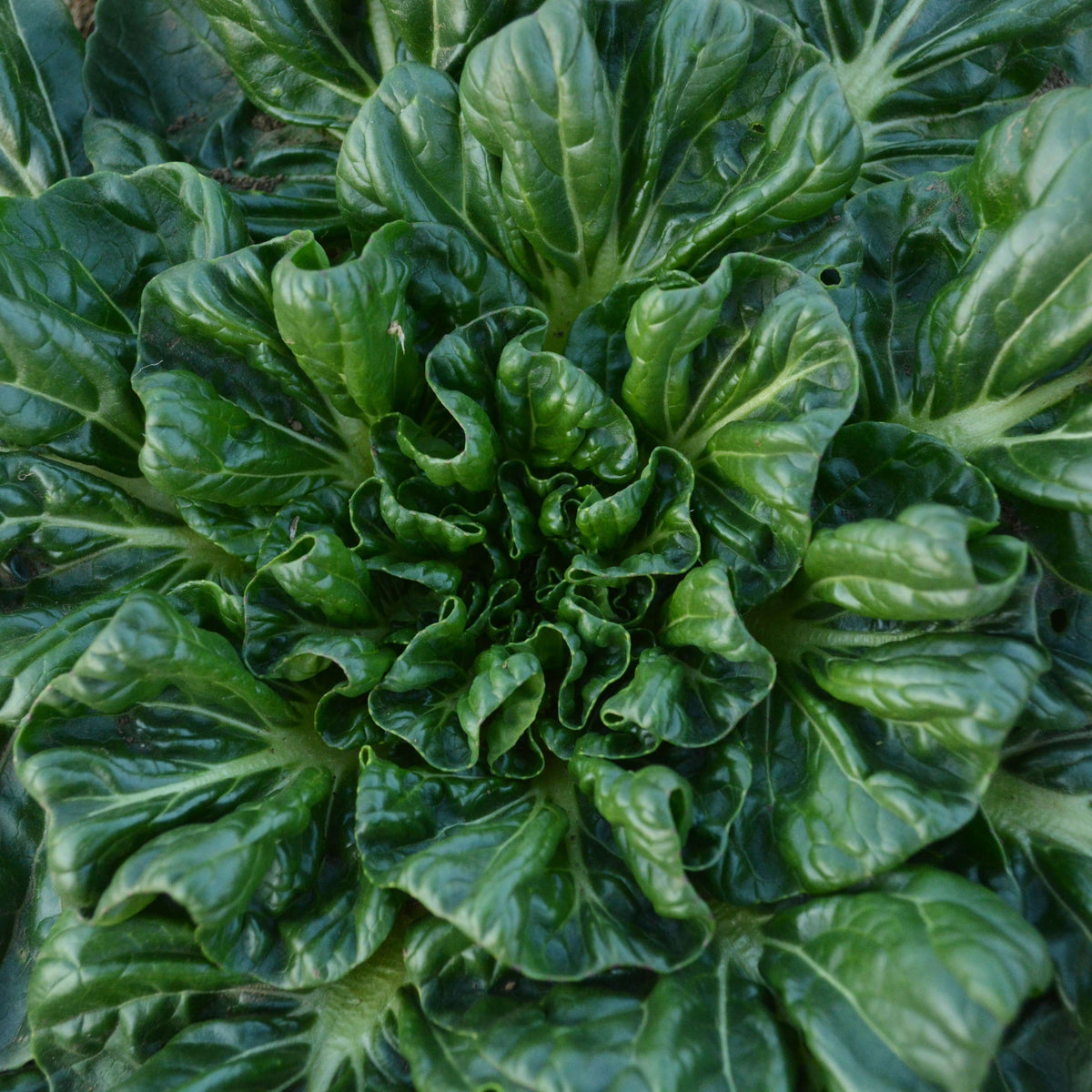 Tatsoi Mustard