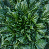 Tatsoi Mustard Seeds