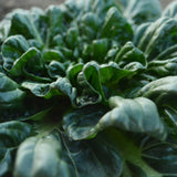 Tatsoi Mustard Seeds