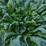 Tatsoi Mustard Seeds