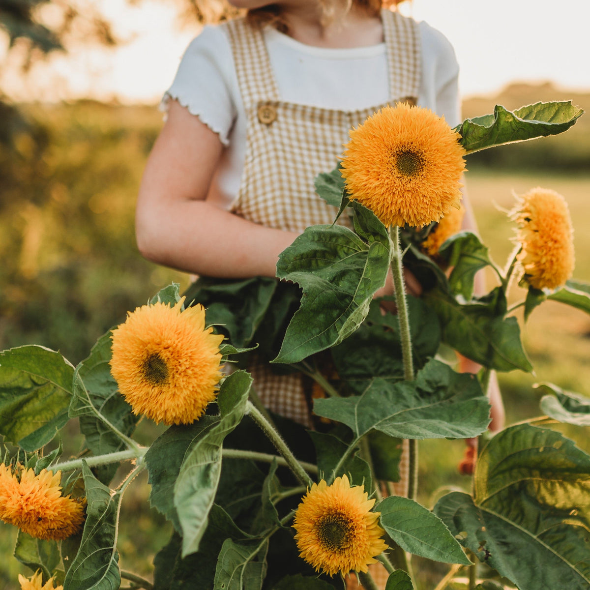 Teddy Bear Dwarf Sunflower