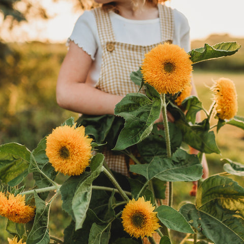 Teddy Bear Dwarf Sunflower Seeds