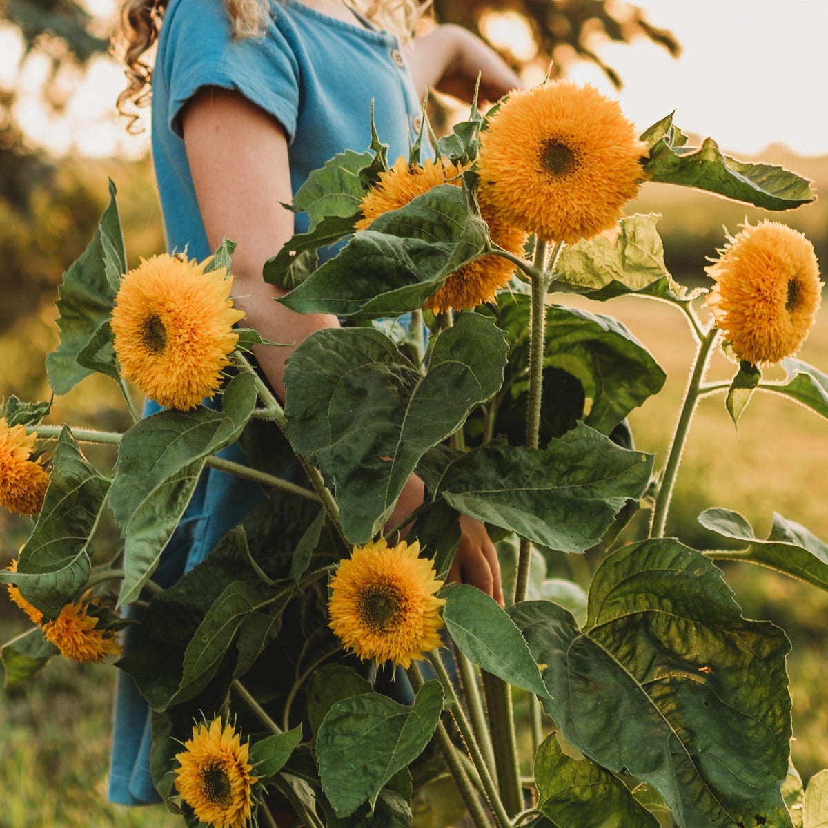 Teddy Bear Dwarf Sunflower