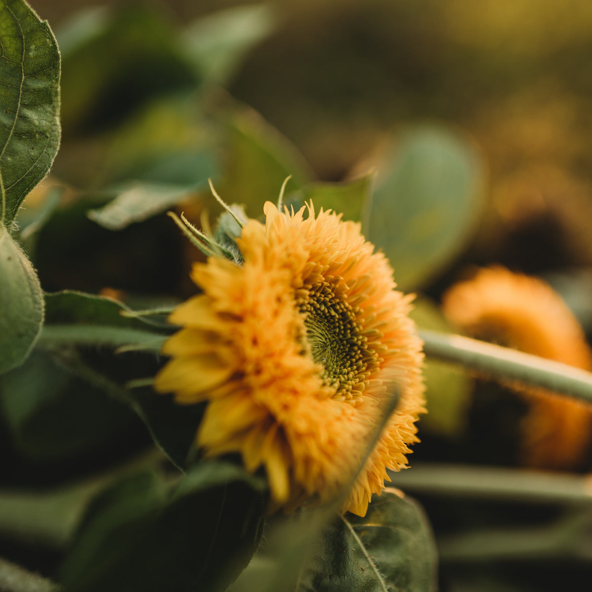 Teddy Bear Dwarf Sunflower