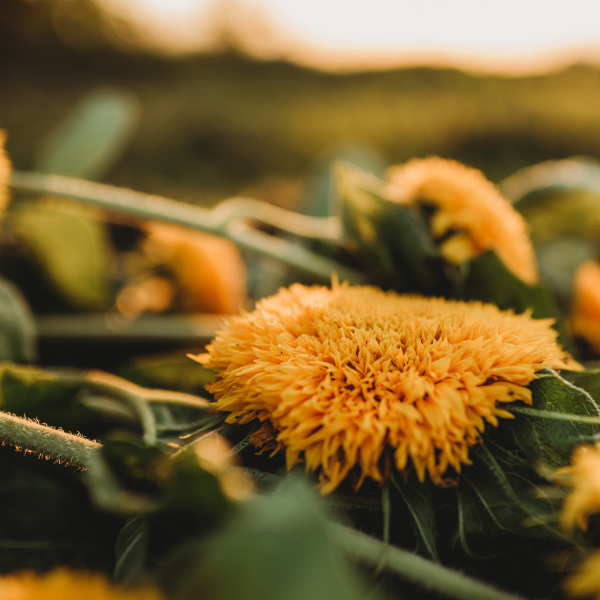 Teddy Bear Dwarf Sunflower