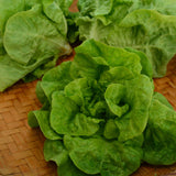 Tennis Ball Lettuce Seeds