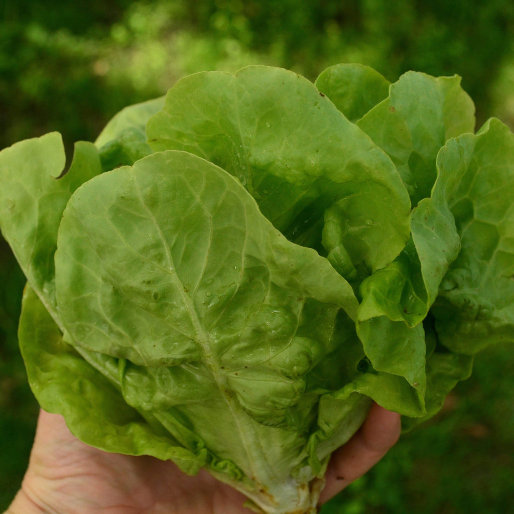 Tennis Ball Lettuce Seeds