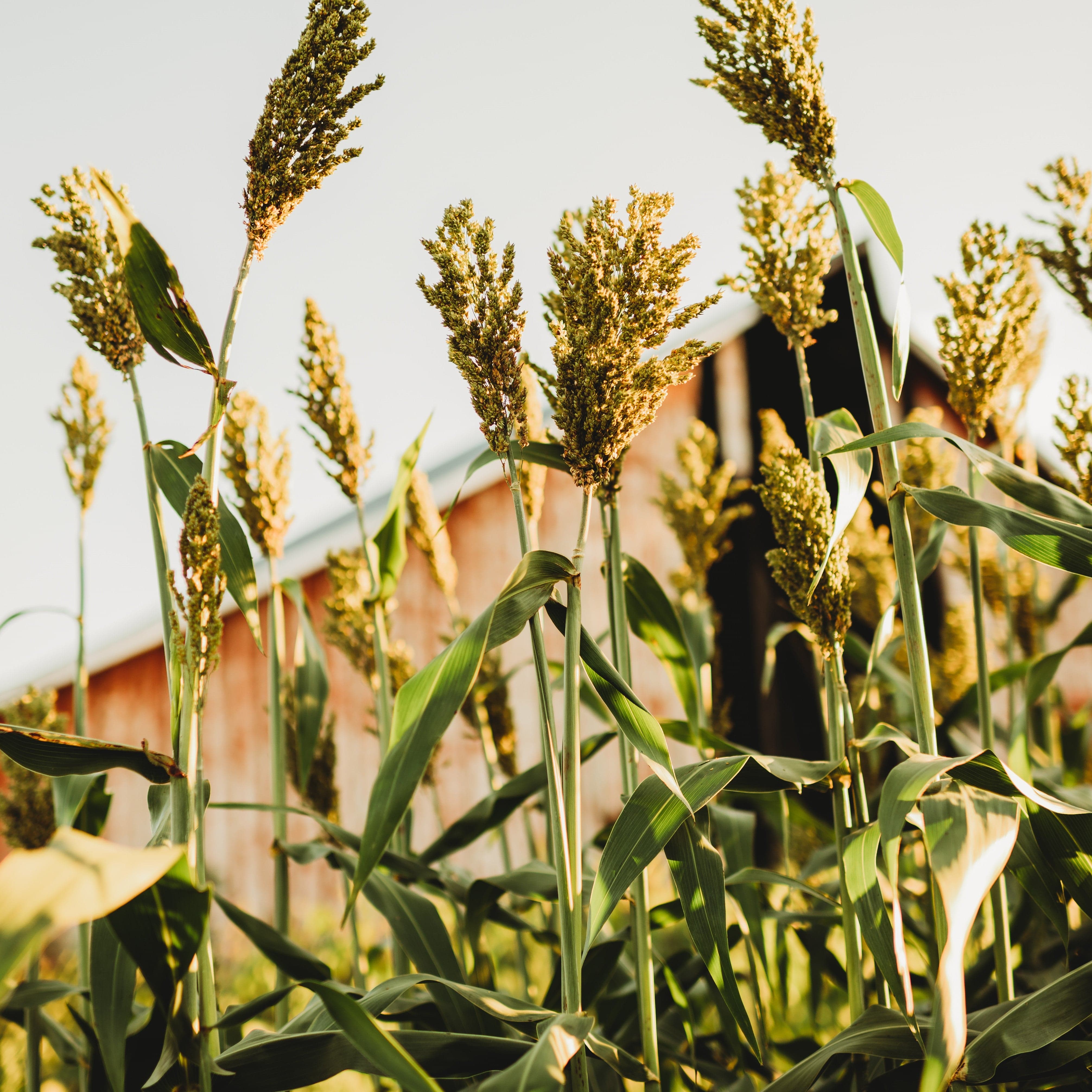 Texas Seeded Ribbon Seeds