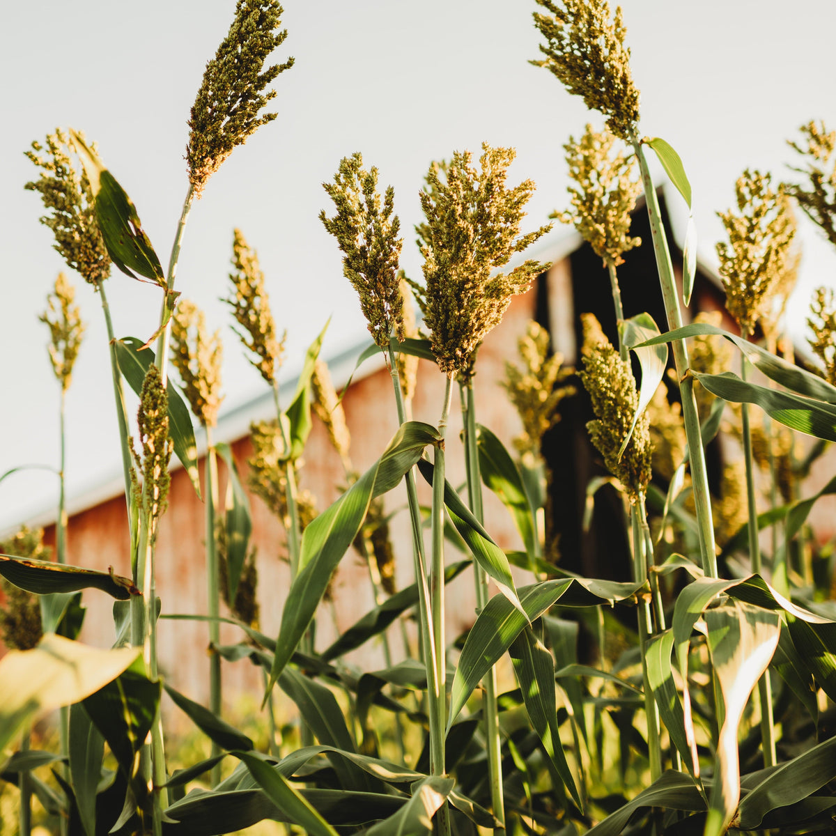 Texas Seeded Ribbon (Gooseneck) Sweet Cane/Syrup Sorghum