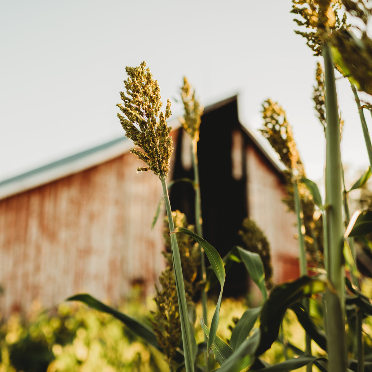 Texas Seeded Ribbon (Gooseneck) Sweet Cane/Syrup Sorghum