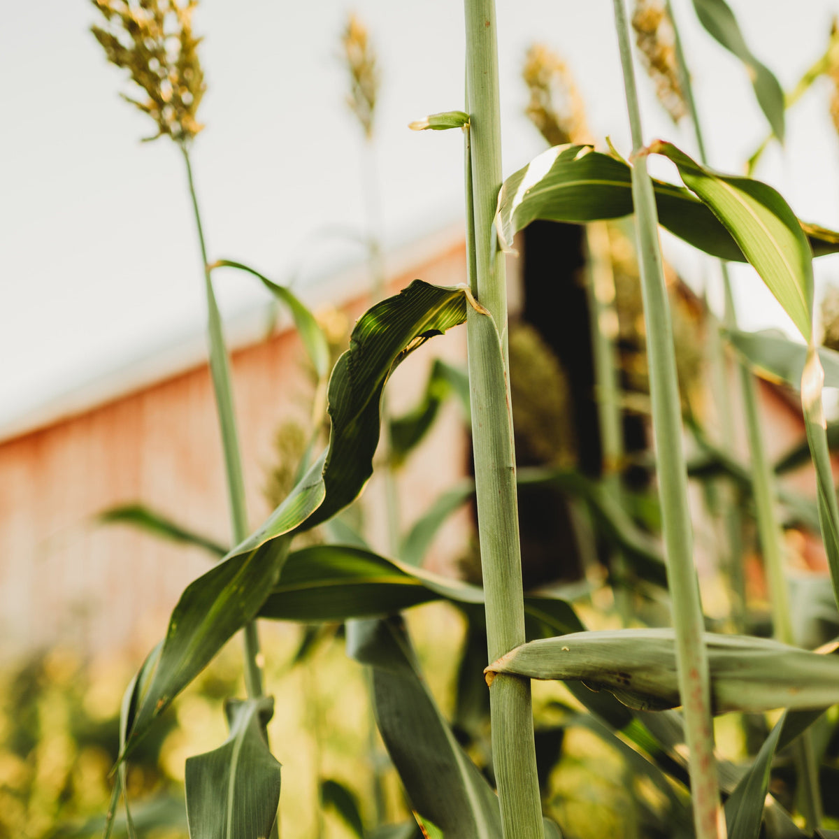 Texas Seeded Ribbon (Gooseneck) Sweet Cane/Syrup Sorghum