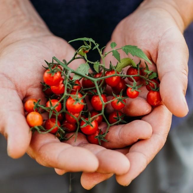 Texas Tiny Cherry Tomato Seeds