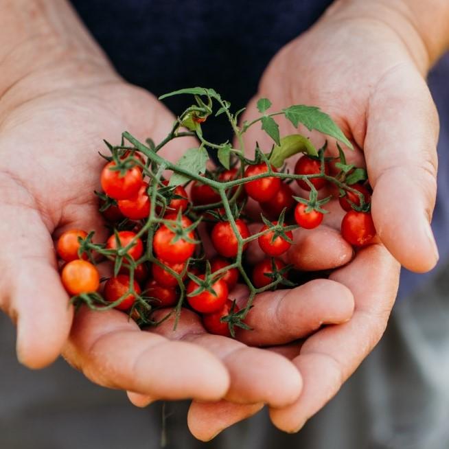 Texas Tiny Cherry Tomato