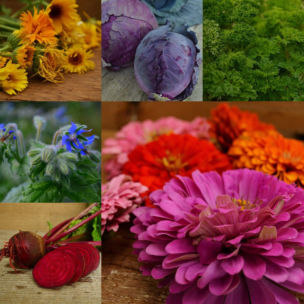 The Dyer&#39;s Garden Collection