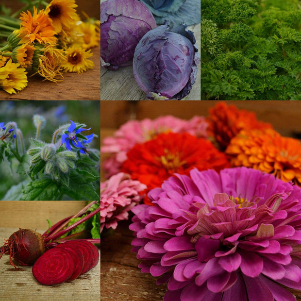 The Dyer's Garden Collection Seeds