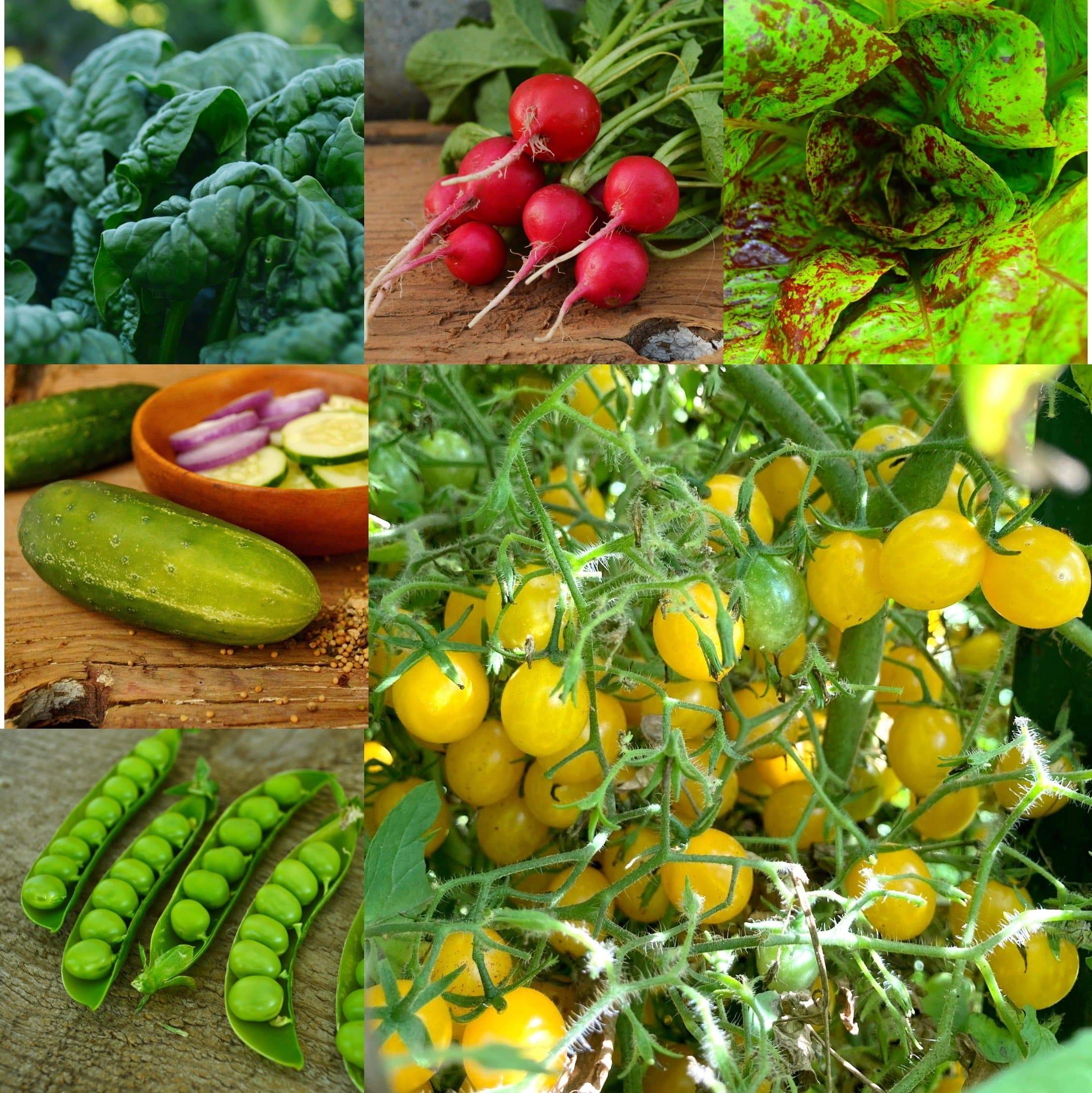 The Family Garden Collection Seeds